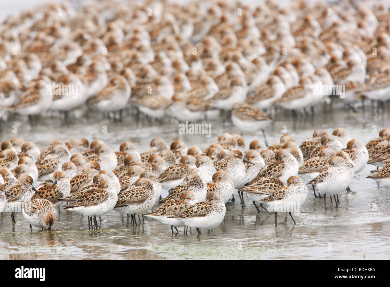 Migrazione Shorebird, principalmente western piro-piro, rame del delta del fiume, vicino a Cordova, Alaska. Foto Stock