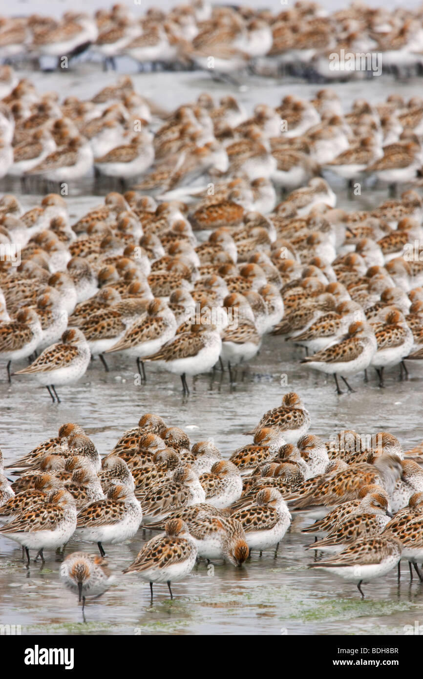 Migrazione Shorebird, principalmente western piro-piro, rame del delta del fiume, vicino a Cordova, Alaska. Foto Stock