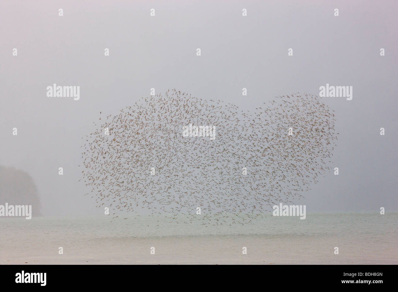 Migrazione Shorebird, principalmente western piro-piro, rame del delta del fiume, vicino a Cordova, Alaska. Foto Stock