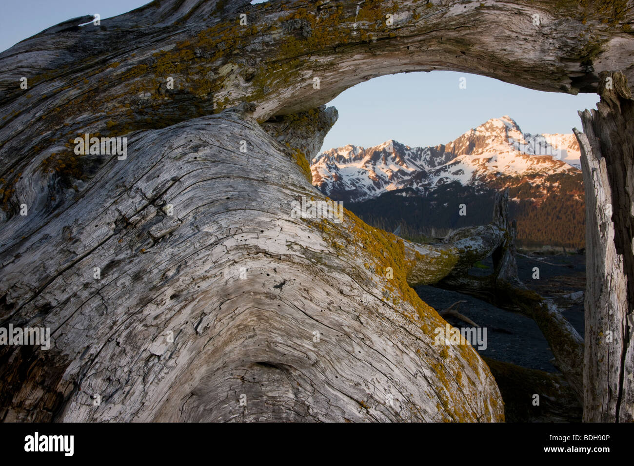 Mt. Alice osservata attraverso driftwood, Chugach National Forest, Seward, Alaska. Foto Stock