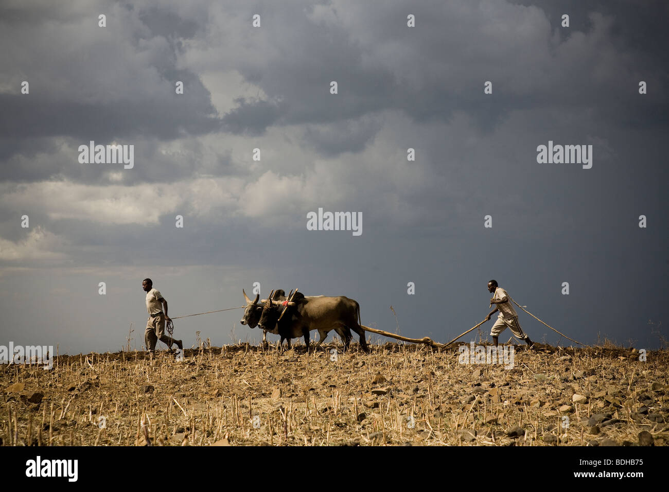 Due uomini Coltivatore Aratro un campo secco con due buoi sotto un cielo tempestoso. Foto Stock