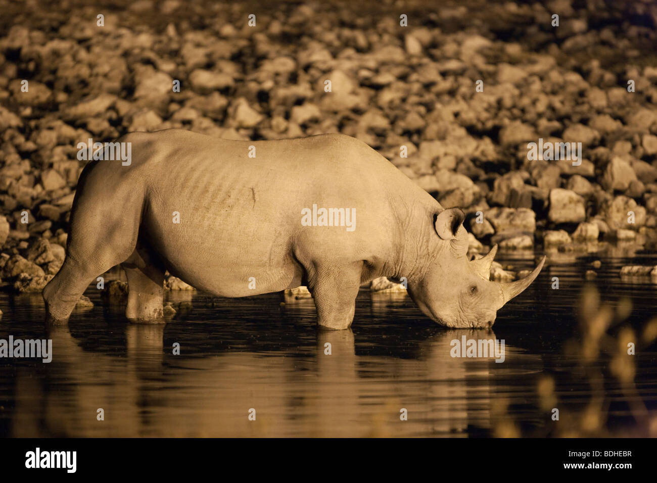 Il rinoceronte nero, Diceros simum, bere di notte, Okaukuejo Waterhole, il Parco Nazionale di Etosha, Namibia Foto Stock