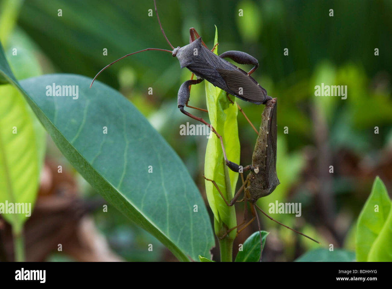 Close-up di una coppia di foglie-footed bug coniugata. Foto Stock
