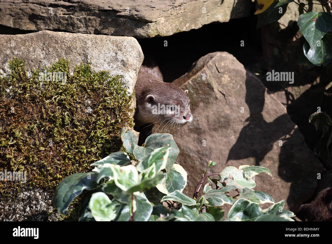 Lontra Foto Stock