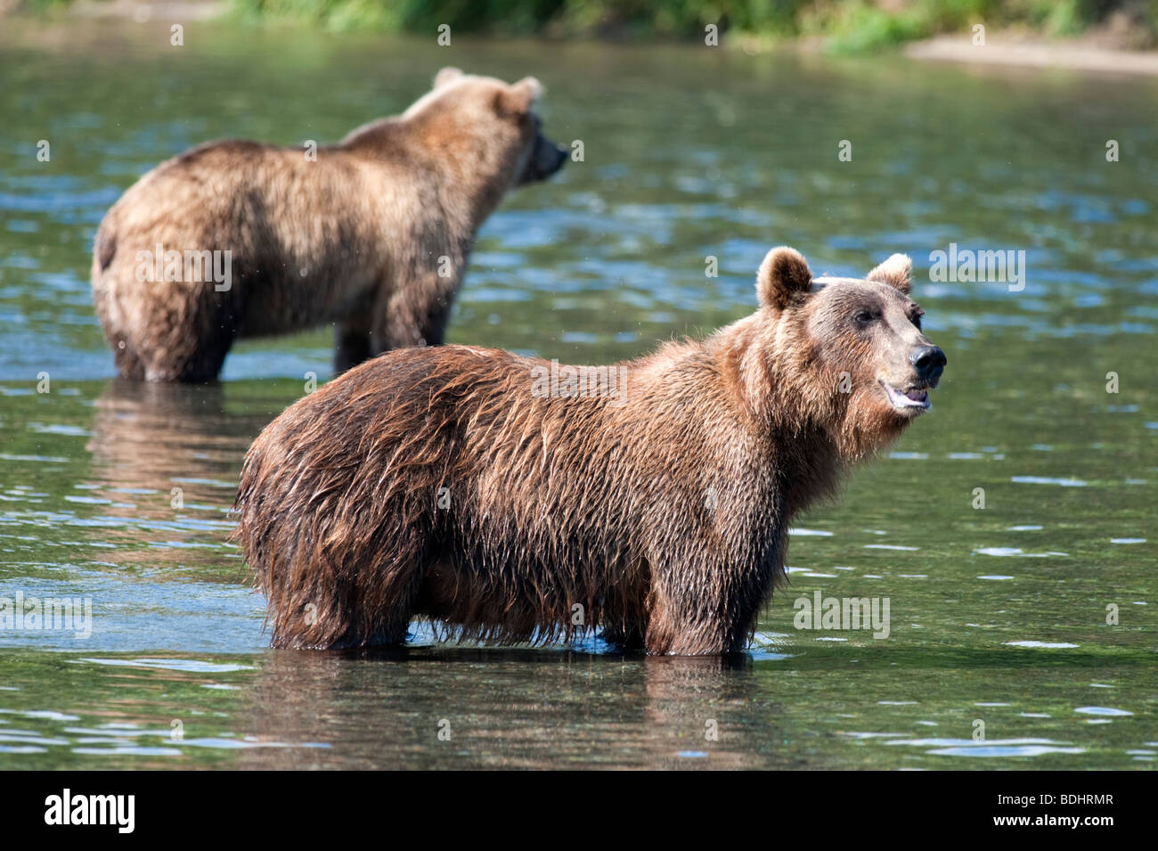 Orso bruno in Yuzhno Kamchatsky parco nazionale in Kamchatka Russia Foto Stock