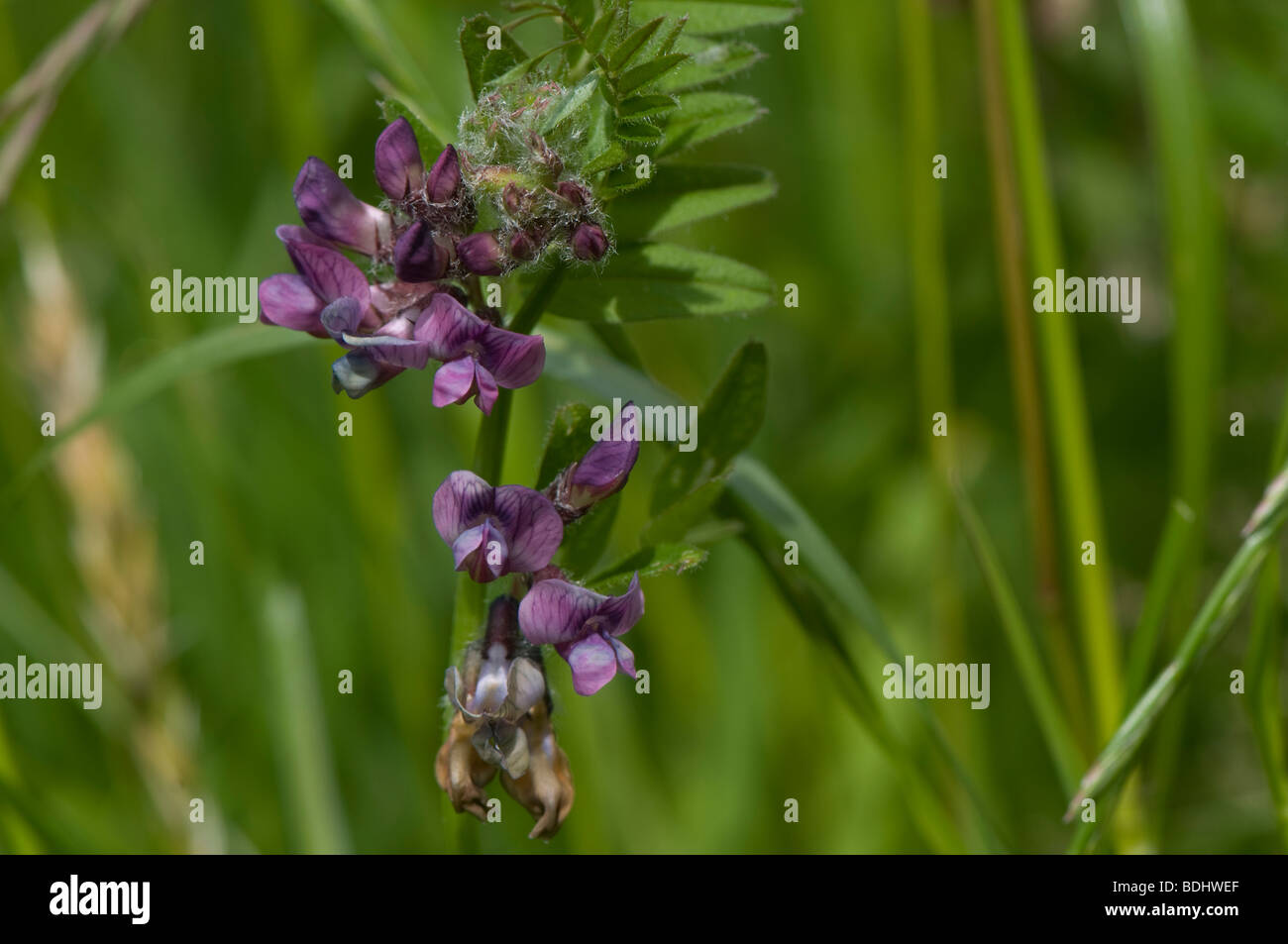Bush veccia Vicia sepium marrone con fiori di impollinazione Foto Stock