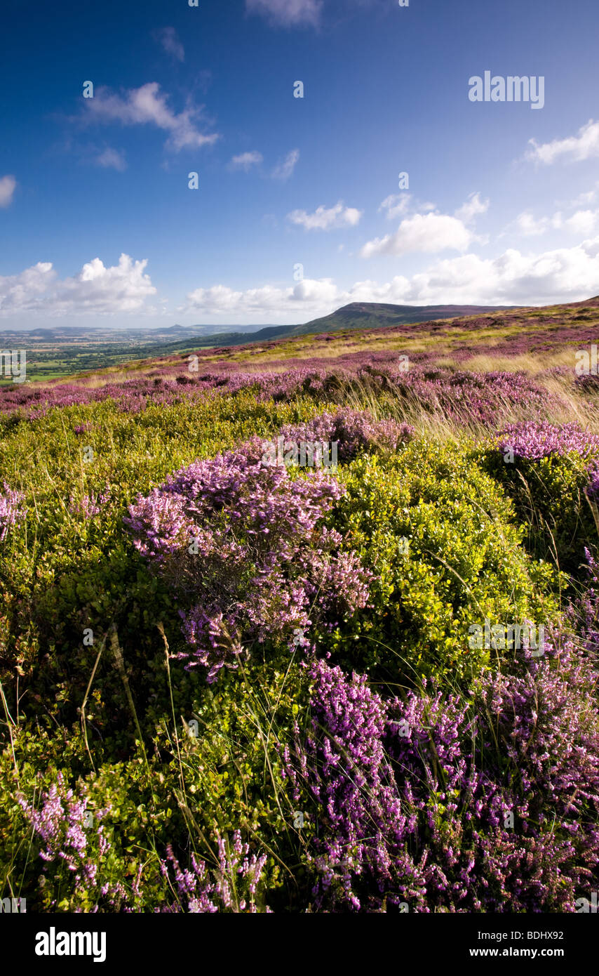 Heather sulla banca Faceby sulla North York Moors, Inghilterra Foto Stock