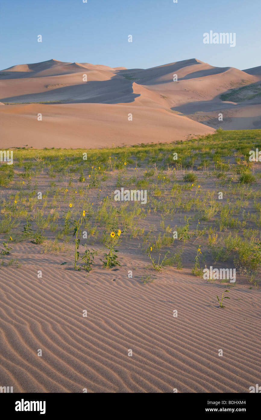 Prairie girasoli e dune, Great Sand Dunes National Park, COLORADO Foto Stock