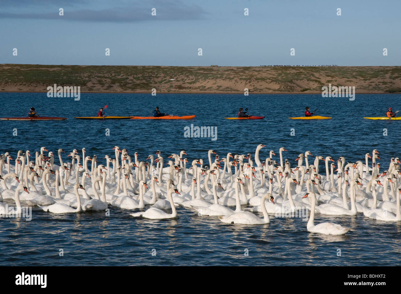 Cigni essendo arrotondato dal kayak per loro due annualmente health check al Abbotsbury Swannery nel Dorset, Inghilterra del sud. Foto Stock