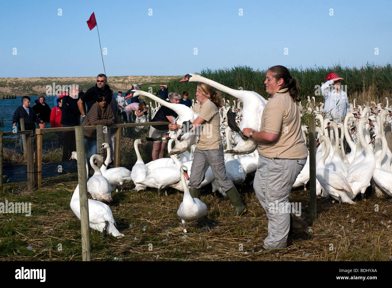 Due dipendenti della Abbotsbury Swannery, Dorset Inghilterra, effettuare acquisiti swans per studio, un bi-annuale di affare. Foto Stock