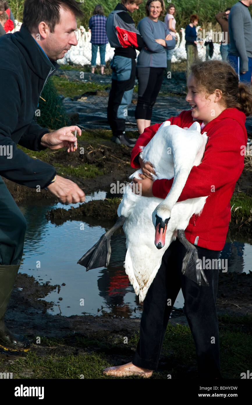 Giovane ragazza che trasportano swan alla sua salute controllare al Abbotsbury Swannery, Dorset, Inghilterra. Foto Stock