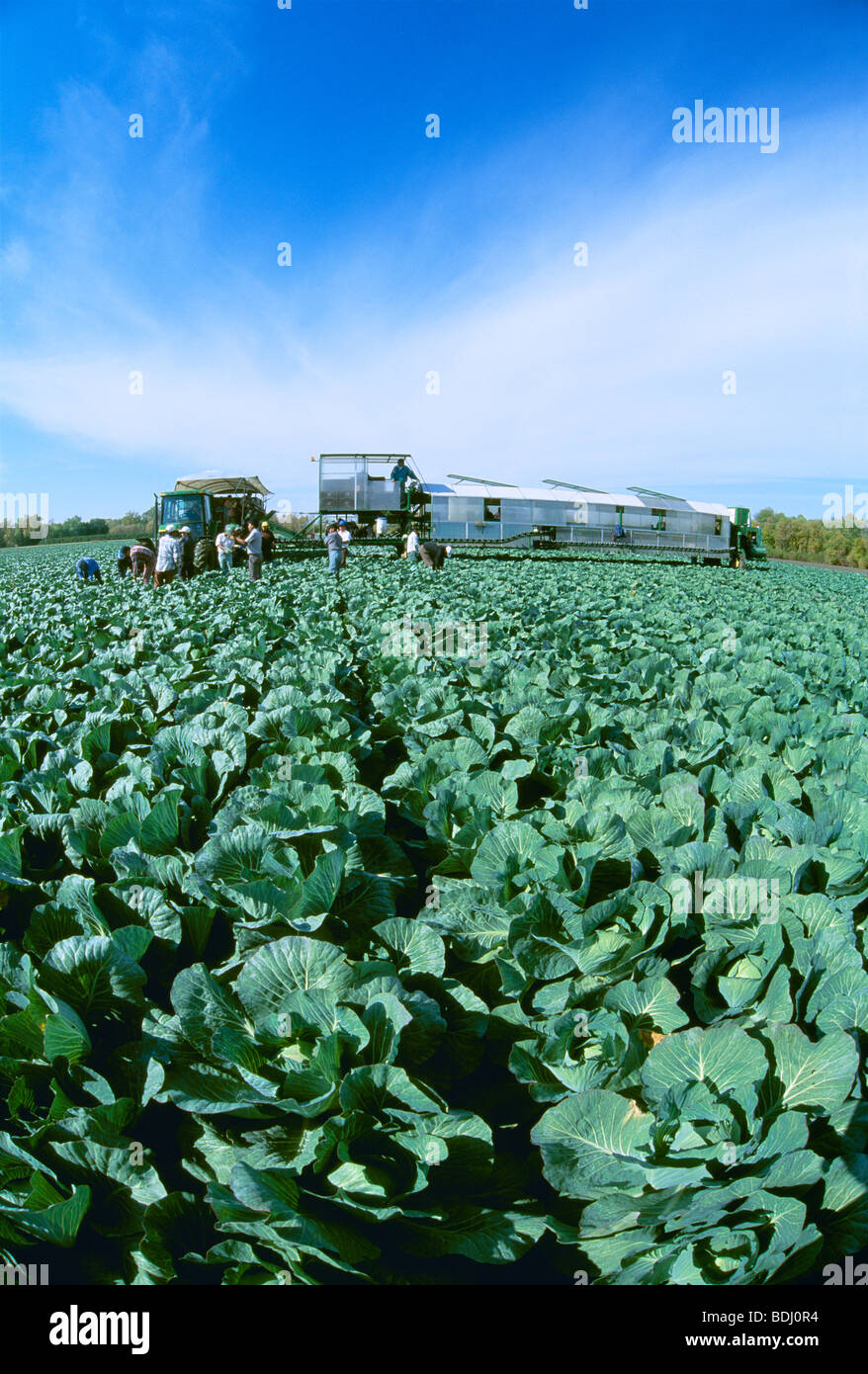 Agricoltura - la raccolta di cavolo nero / vicino a Portage la Prairie, Manitoba, Canada. Foto Stock
