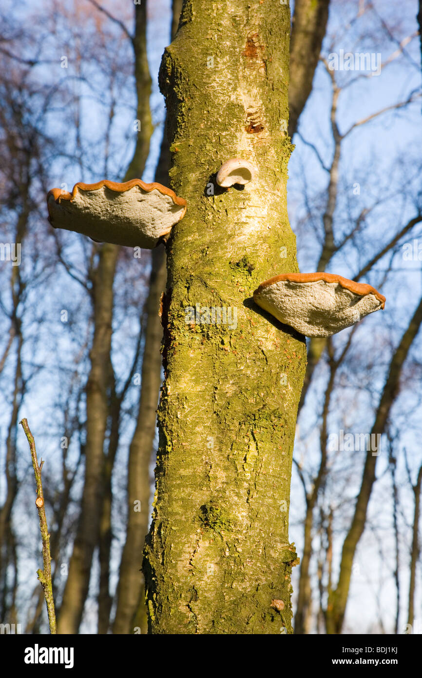 Vista della staffa di betulla fungo nel bosco a Ramsley Moor nel Parco Nazionale di Peak District nel Derbyshire, Foto Stock