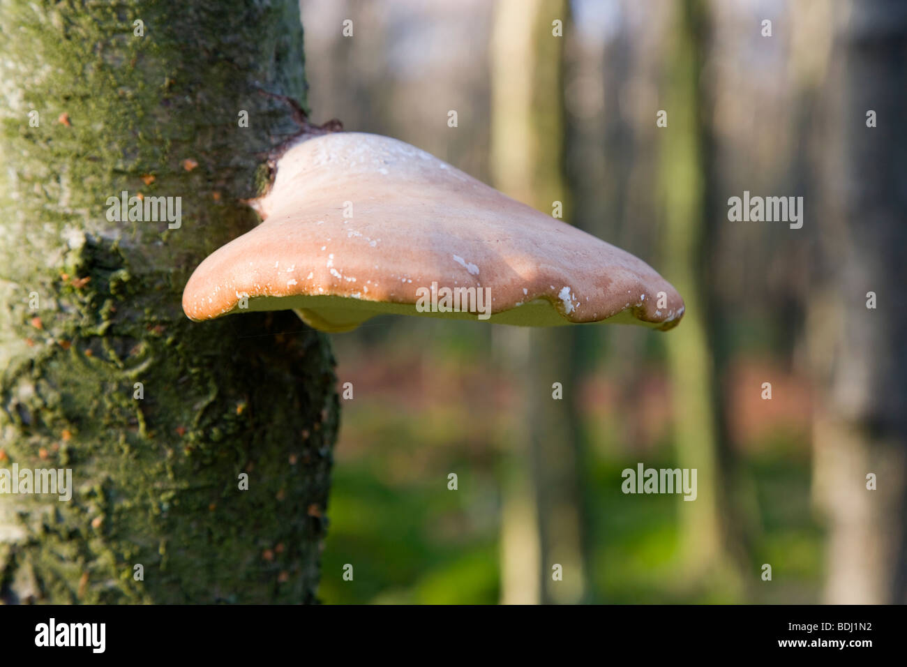 Vista della staffa di betulla fungo nel bosco a Ramsley Moor nel Parco Nazionale di Peak District nel Derbyshire Foto Stock