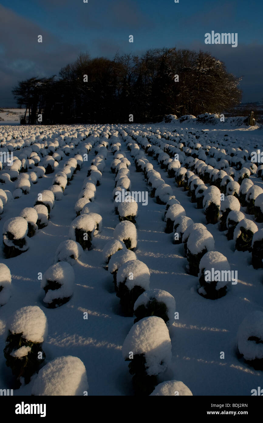 Un raccolto di germogli sotto una coltre di neve in Inghilterra. Foto Stock