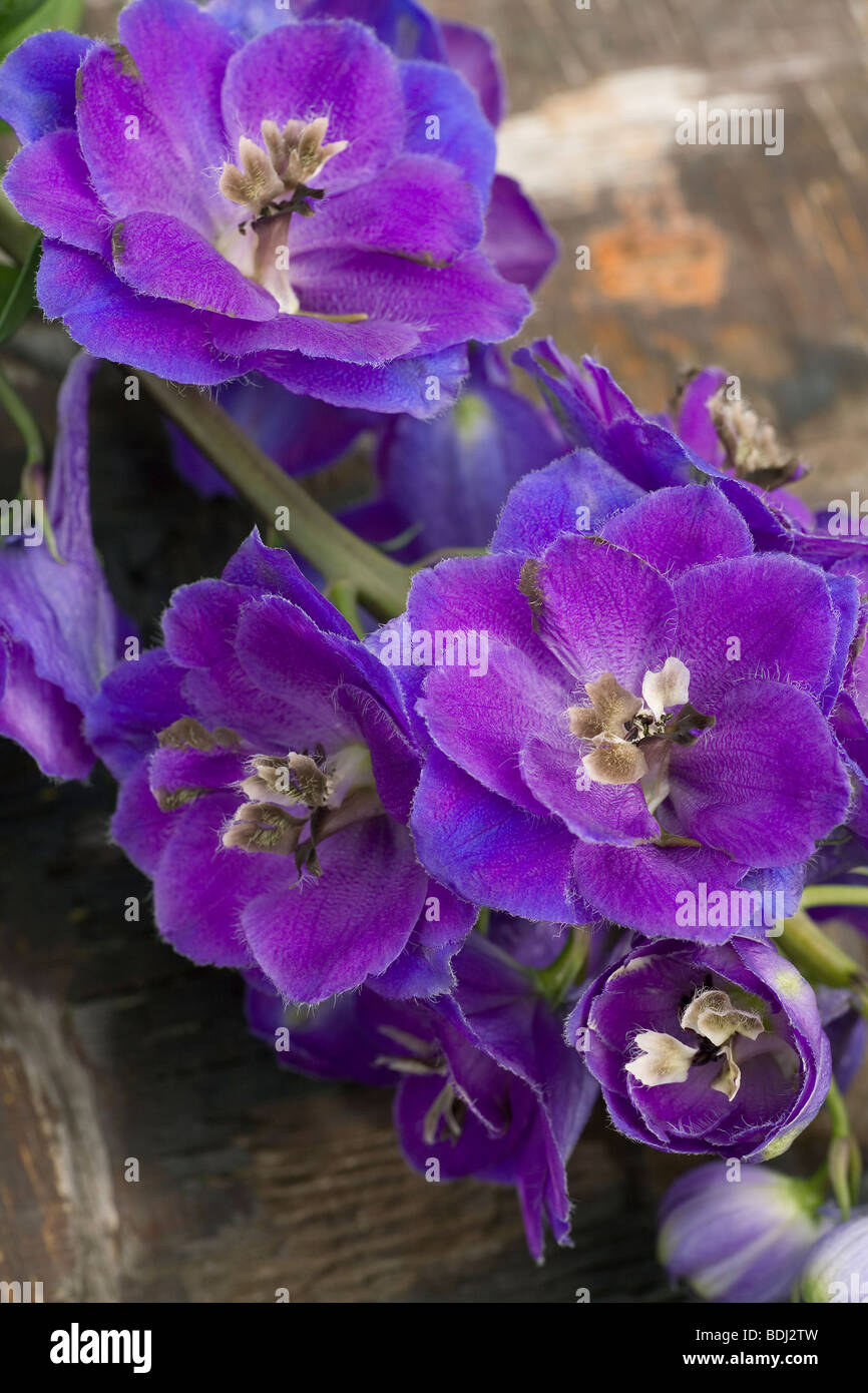 I fiori del maestoso Delphinium fiore mostra brillanti e nitidi e viola la colorazione blu Foto Stock