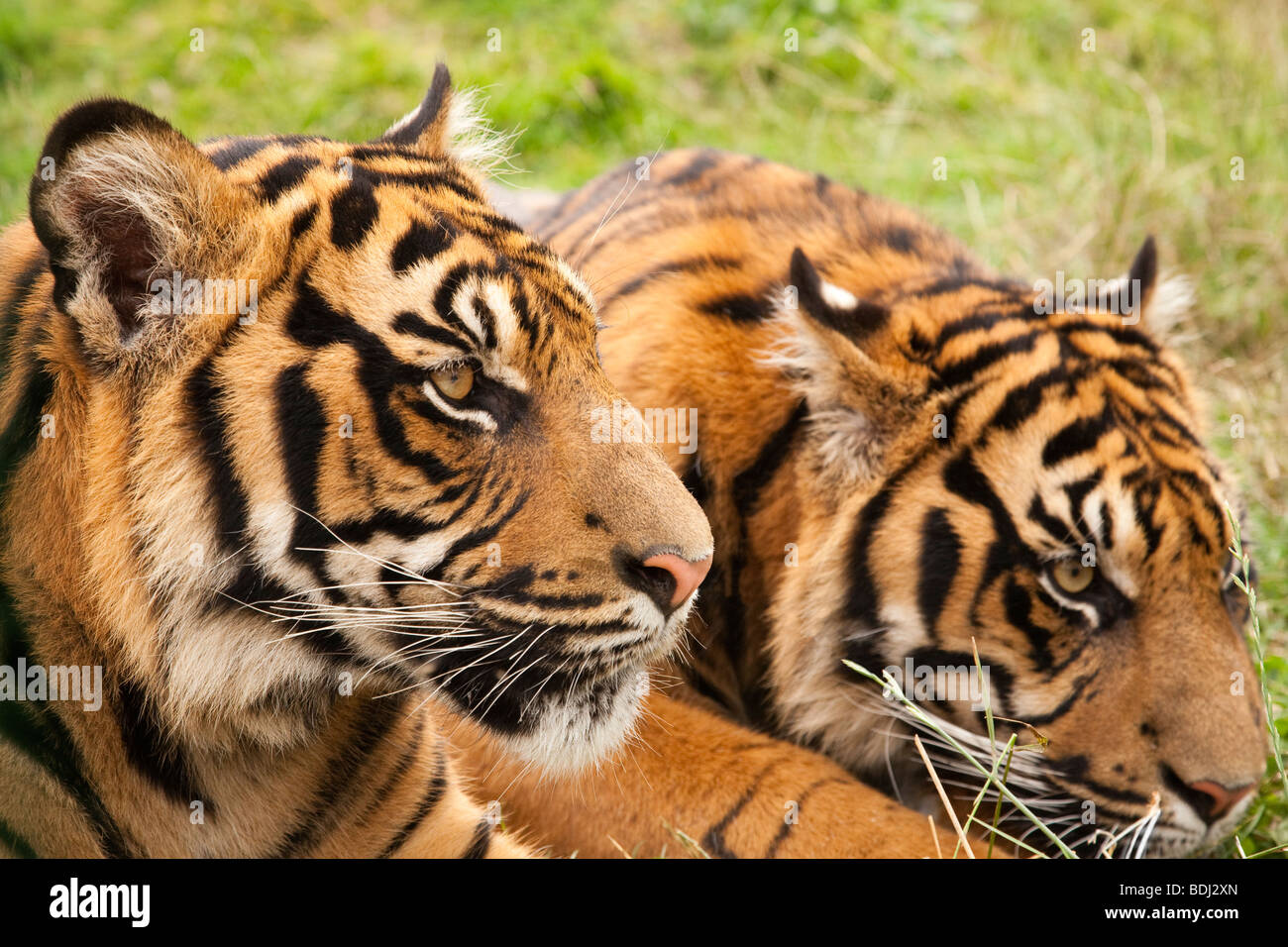 Due tigri giacente in erba Foto Stock