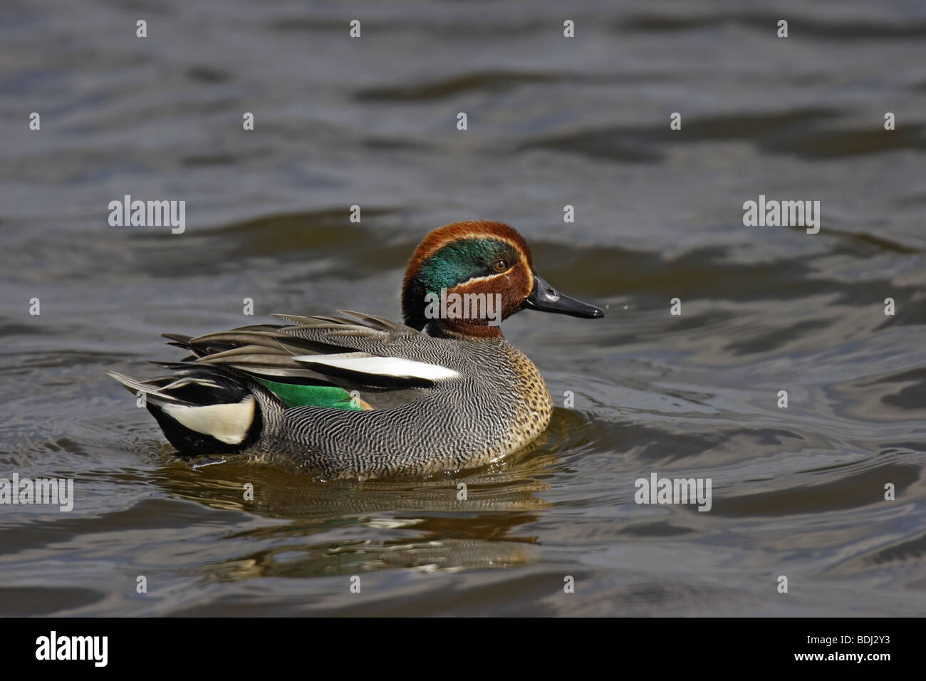 Krickente (Anas crecca) comune teal - maschio Foto Stock