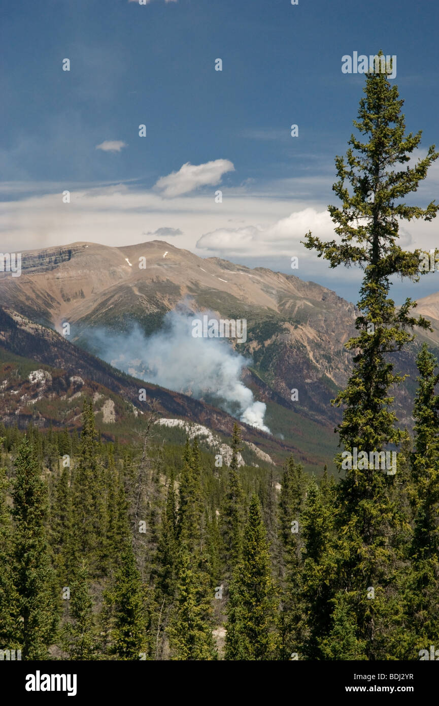 Un prescritto bruciare della foresta nel Parco Nazionale di Jasper, Alberta, Canada Foto Stock