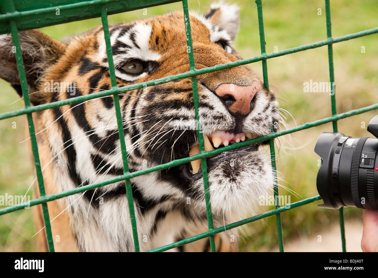 Tiger appaiono essere arrabbiati per avere la sua fotografia scattata Foto Stock