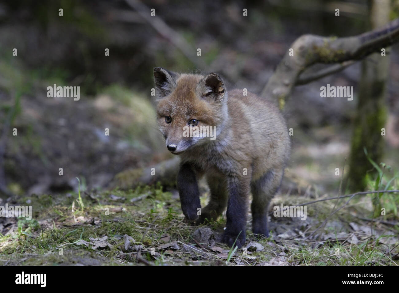 Europäischer Rotfuchs (Vulpes vulpes vulpes) Red Fox Foto Stock