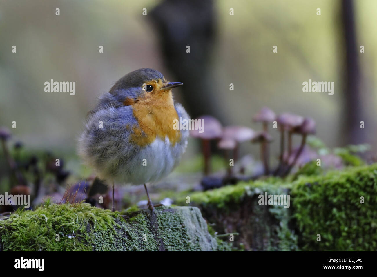 Rotkehlchen (Erithacus rubecula) Parlamento Robin Foto Stock