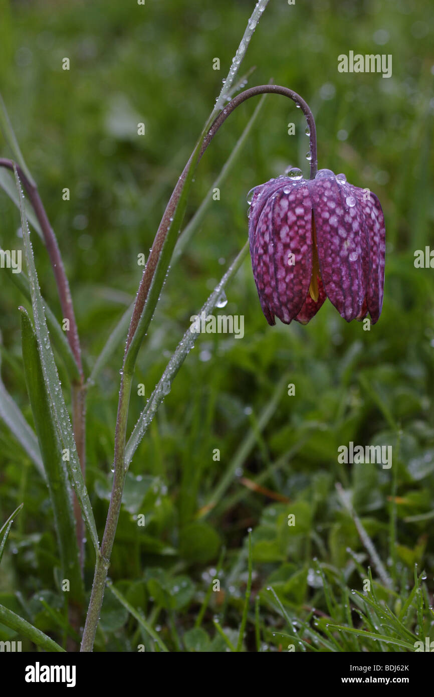 Schachblume (Fritillaria meleagris) fiore di scacchi Foto Stock