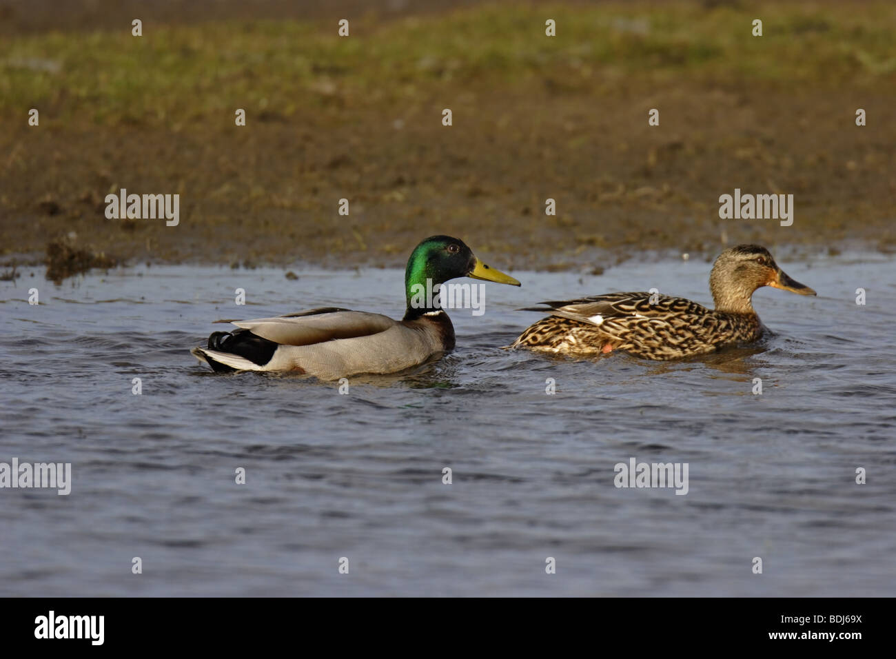 Stockente (Anas platyrhynchos) mallard - coppia Foto Stock