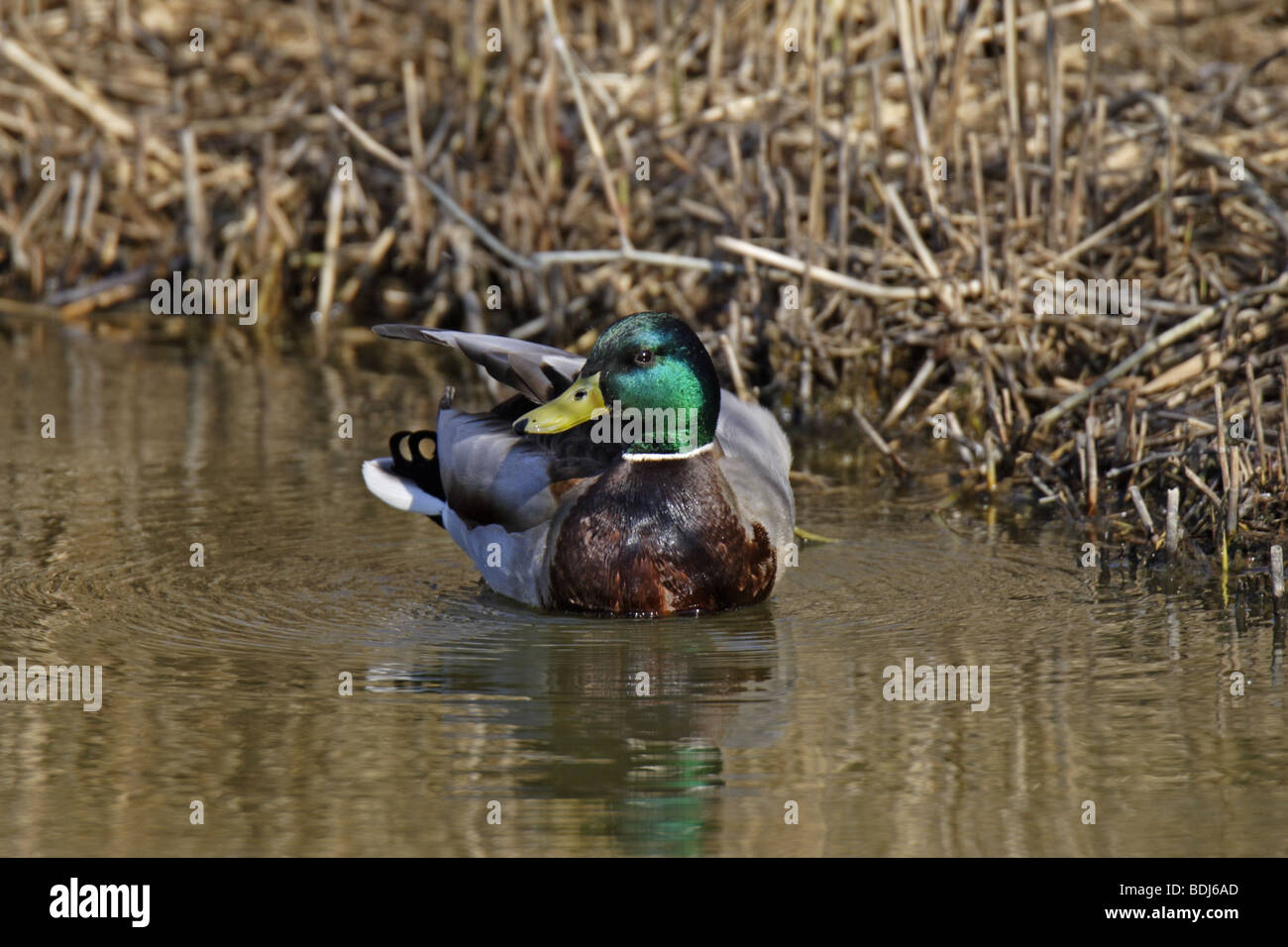 Stockente (Anas platyrhynchos) mallard - maschio Foto Stock