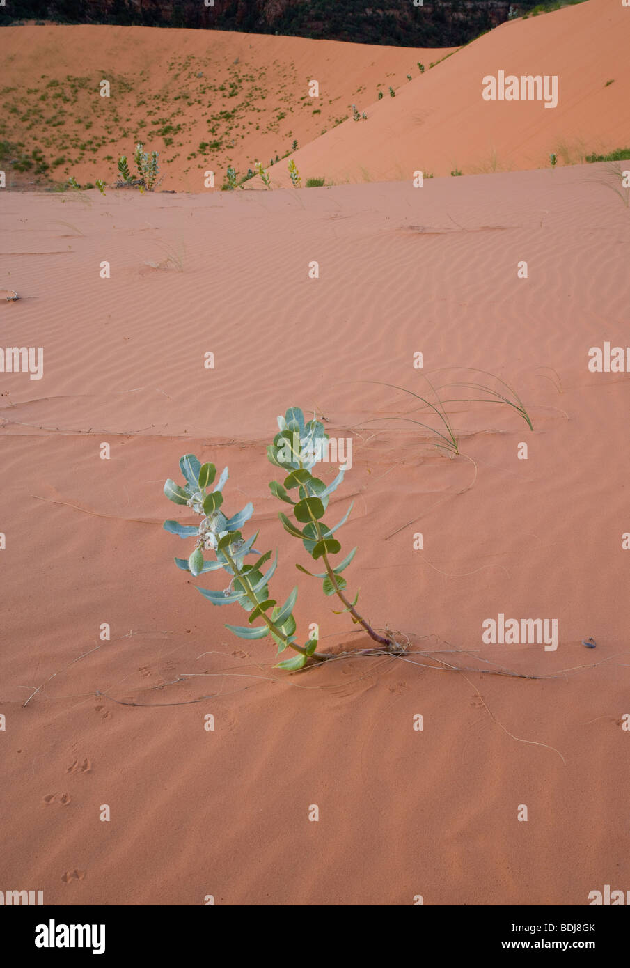 Il gallese Milkweed (Asclepias welshii) sulla duna di sabbia Foto Stock