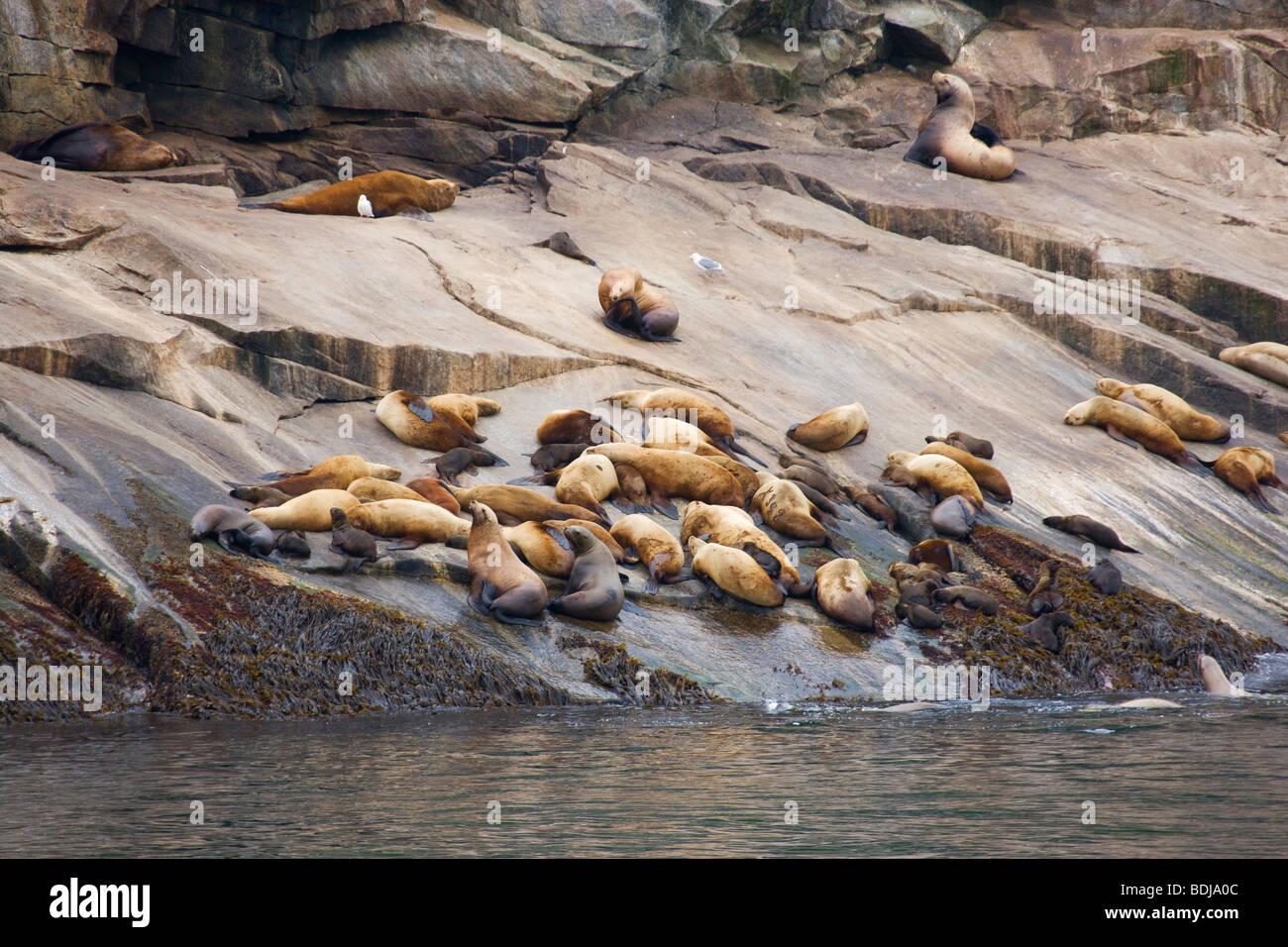Steller (Nord) Sea Lion rookery, il Parco nazionale di Kenai Fjords, Alaska. Foto Stock