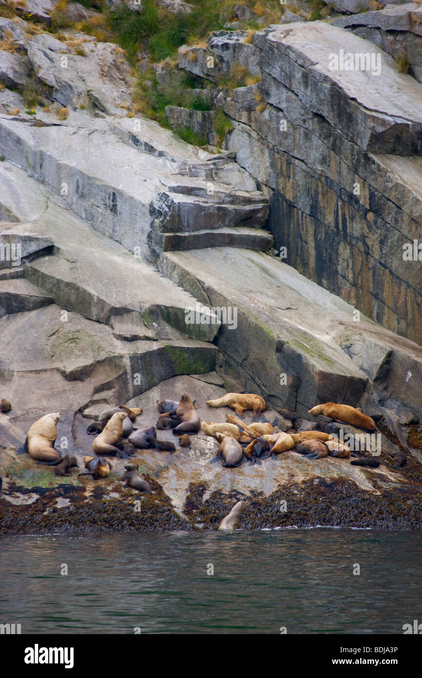Steller (Nord) Sea Lion rookery, il Parco nazionale di Kenai Fjords, Alaska. Foto Stock