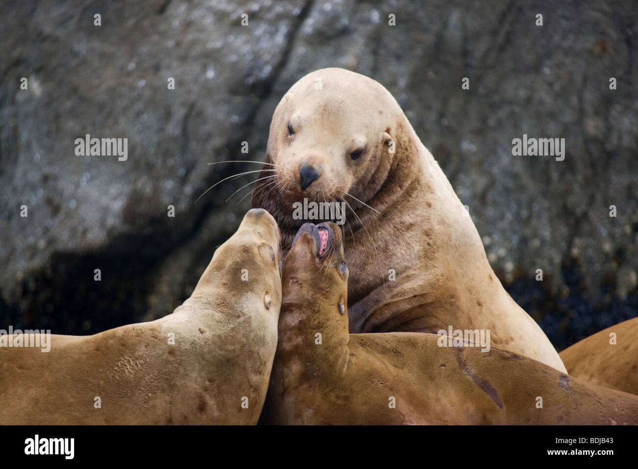 Steller (nord) dei leoni di mare, il Parco nazionale di Kenai Fjords, Alaska. Foto Stock