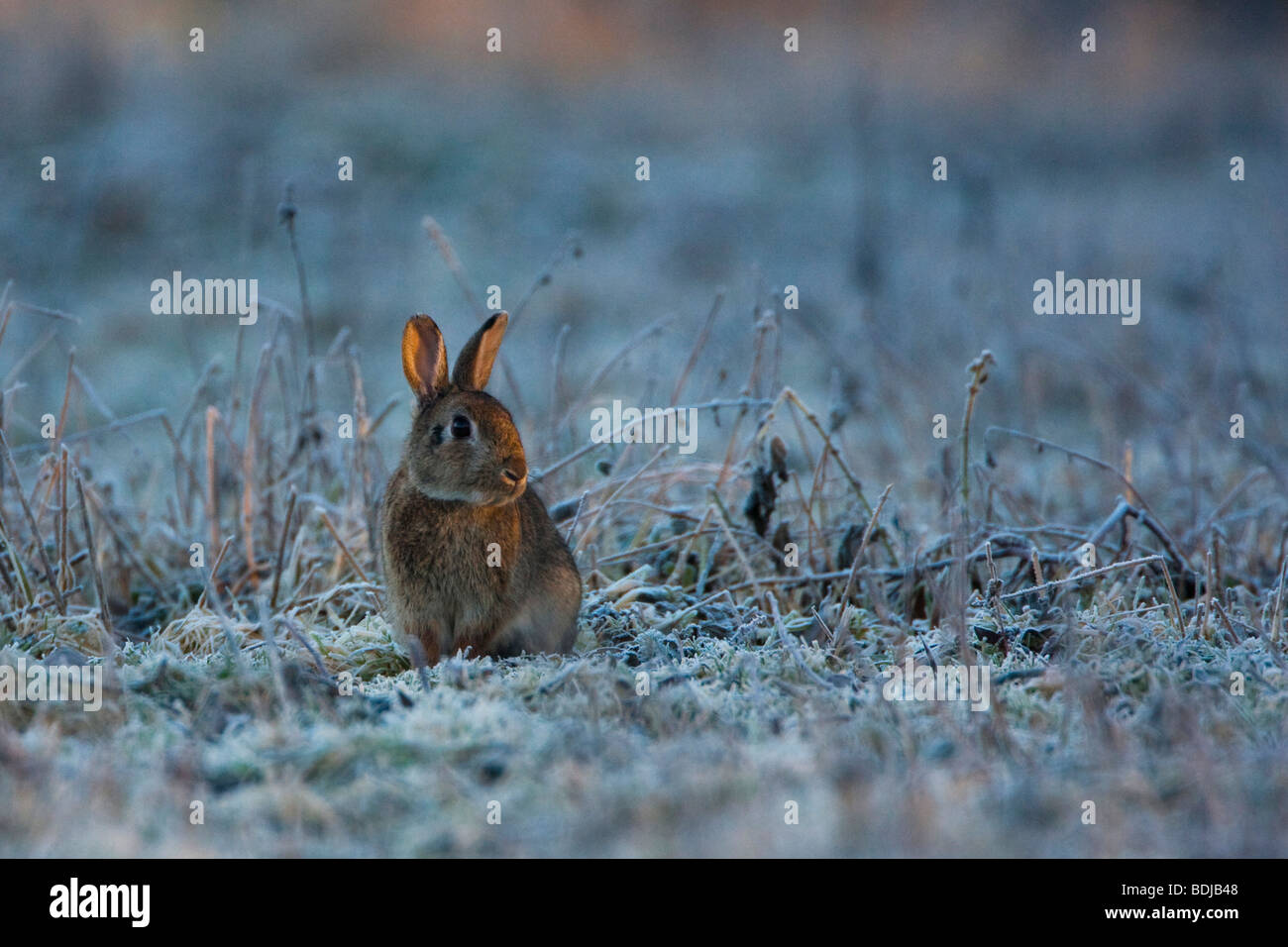 Coniglio europeo (oryctolagus cuniculus) nell'erba congelata, Villars les  Dombes, Francia Foto stock - Alamy