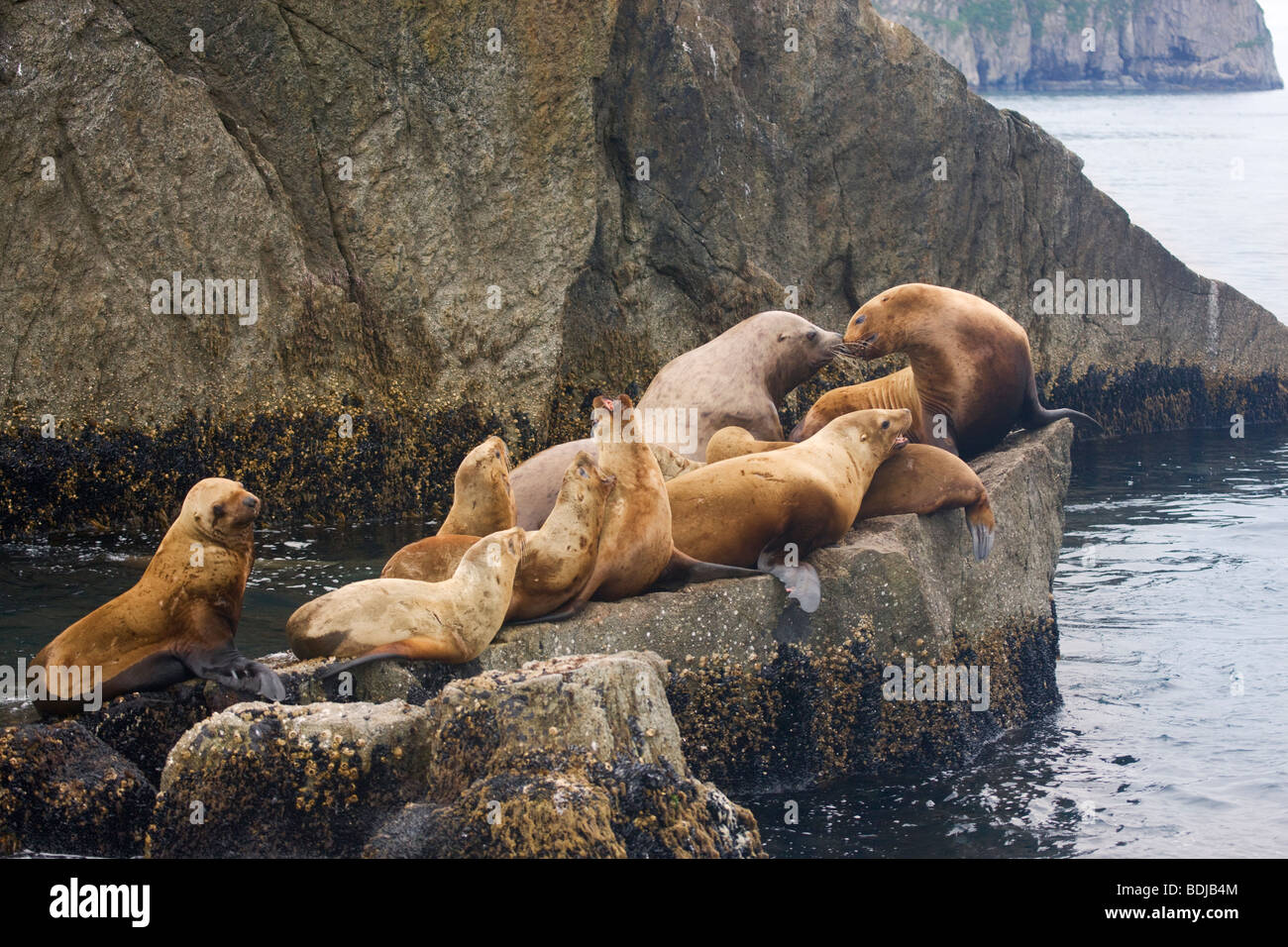 Steller (nord) dei leoni di mare, il Parco nazionale di Kenai Fjords, Alaska. Foto Stock