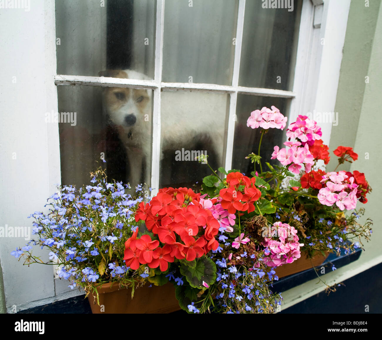 Un cane in piedi in una finestra Foto Stock