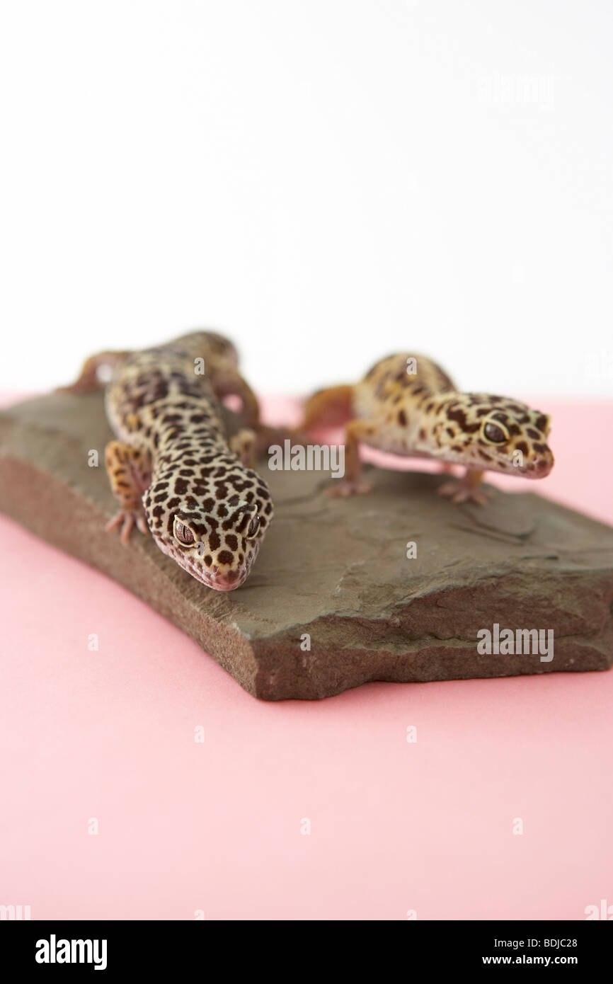 Gechi leopardo Foto Stock