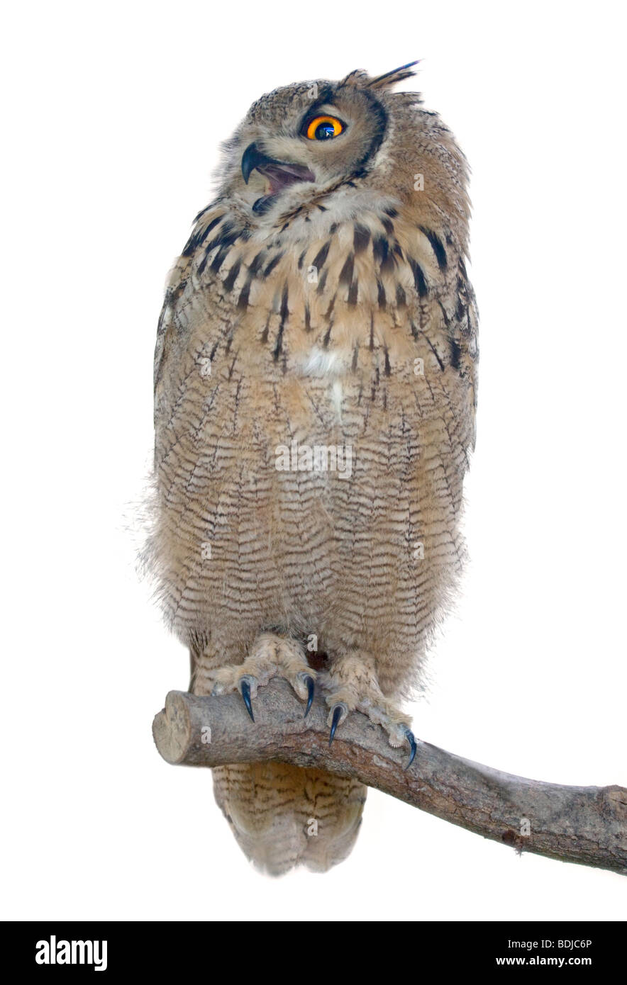 Il Bengala gufo reale (Bubo bengalensis) Foto Stock