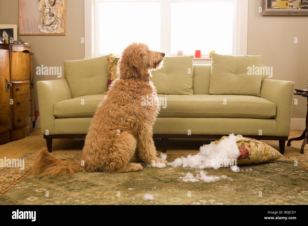 Golden Doodle cane masticare fino cuscino per divani Foto Stock