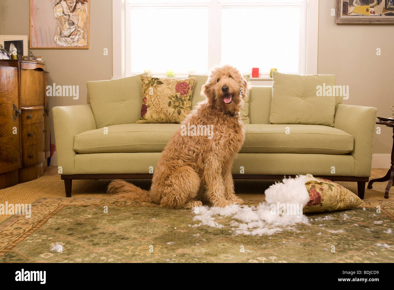 Golden Doodle cane masticare fino cuscino per divani Foto Stock