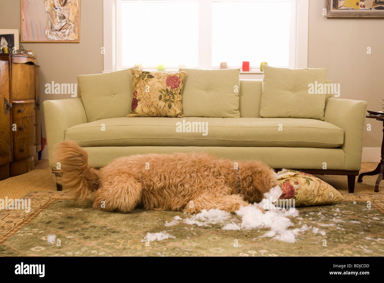 Golden Doodle cane masticare fino cuscino per divani Foto Stock
