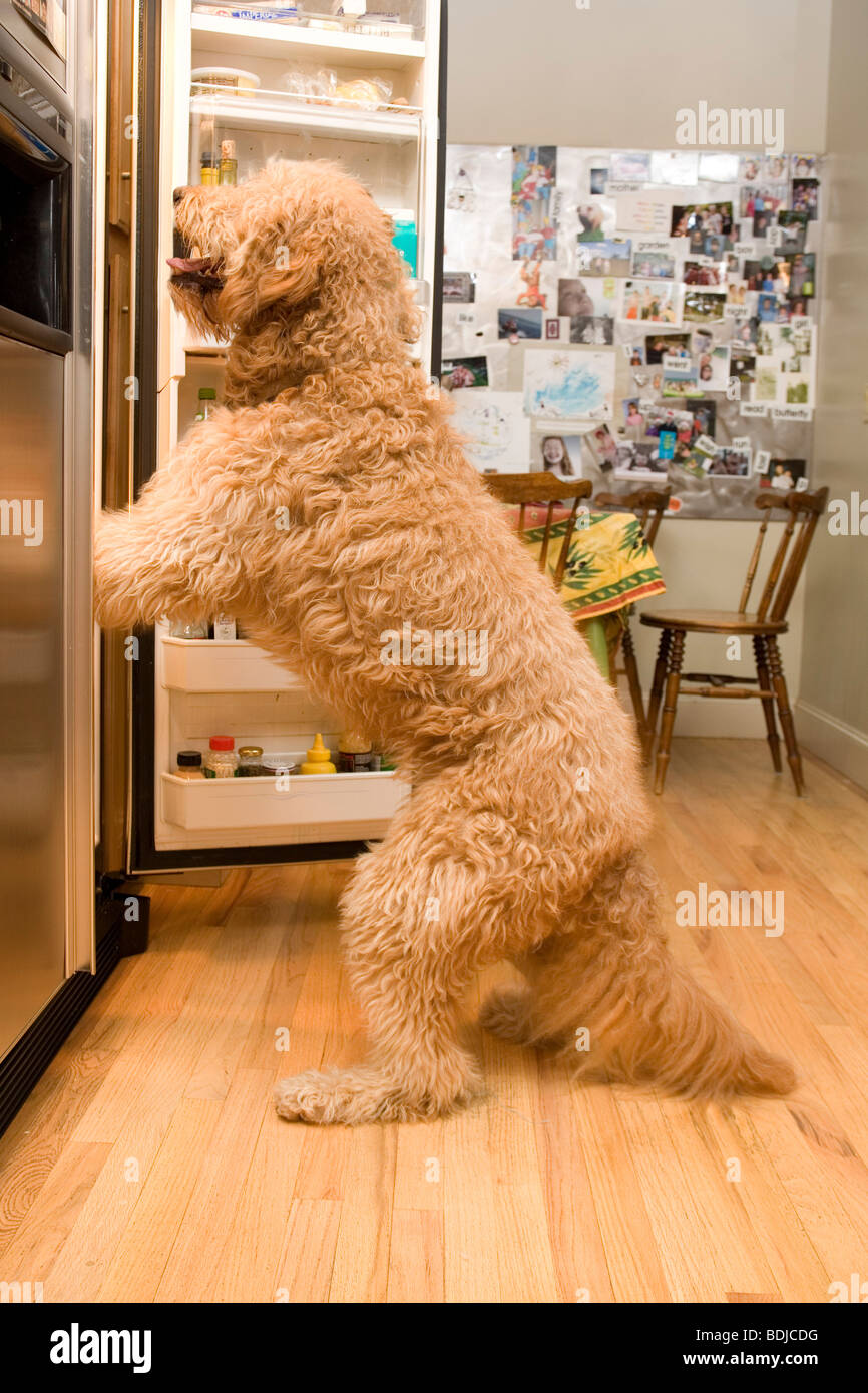 Golden Doodle cane cercando in frigorifero Foto Stock