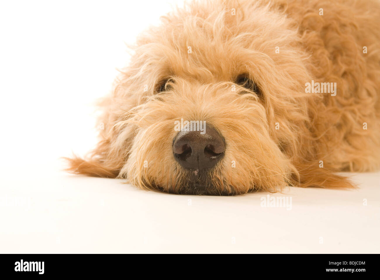 Ritratto di Golden Doodle Foto Stock