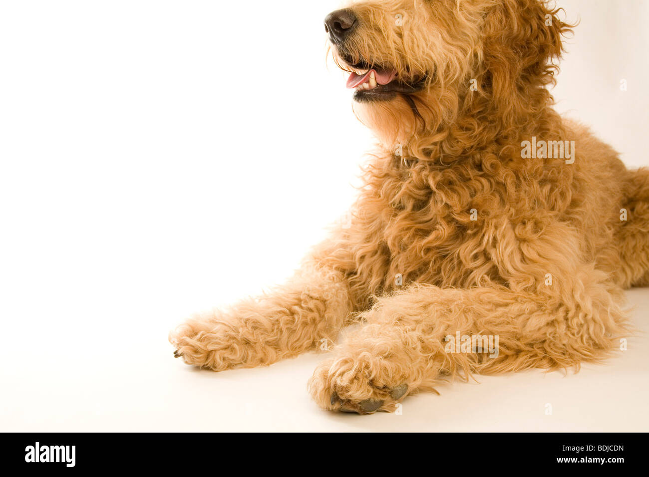 Ritratto di Golden Doodle Foto Stock