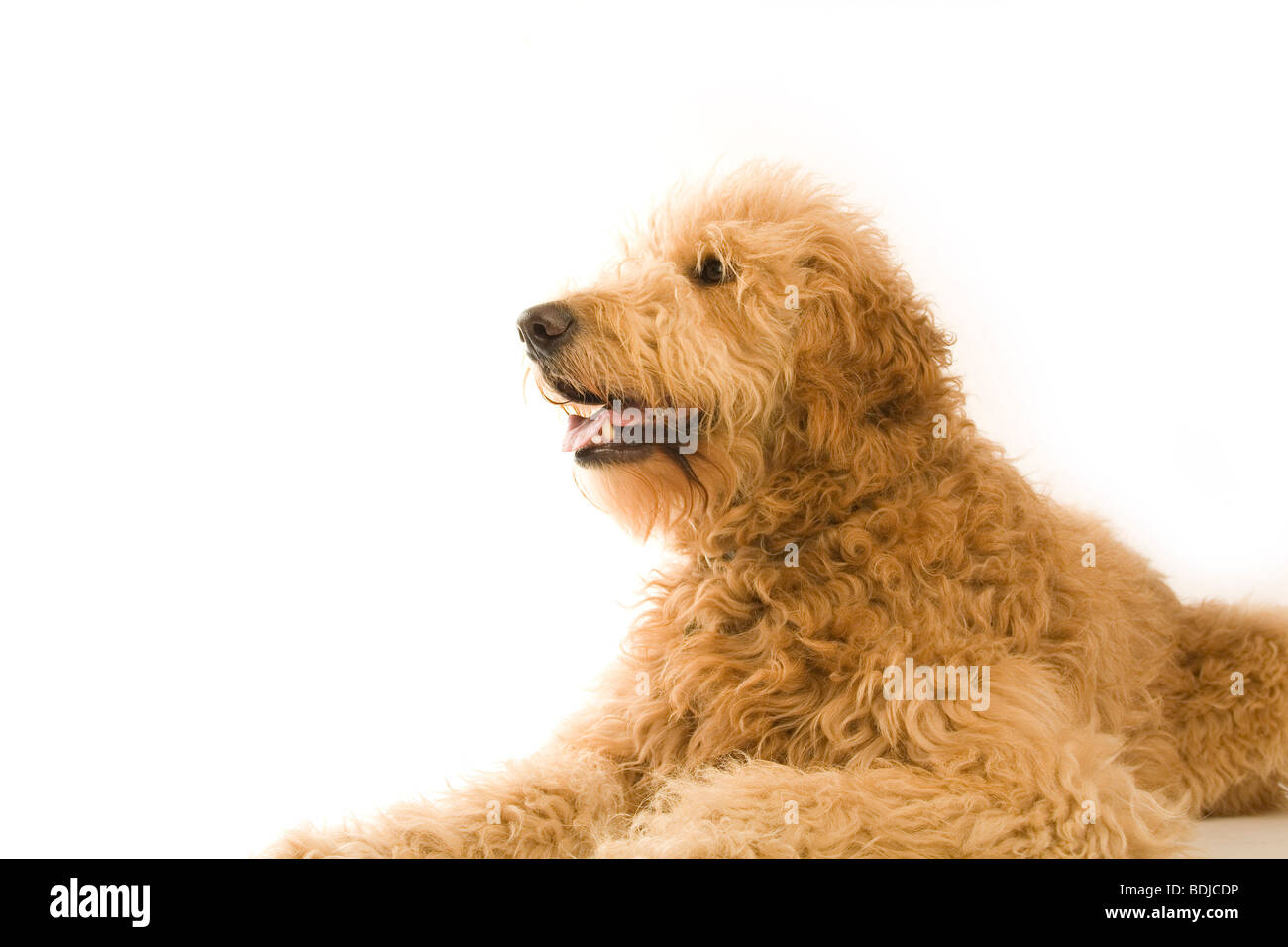 Ritratto di Golden Doodle Foto Stock