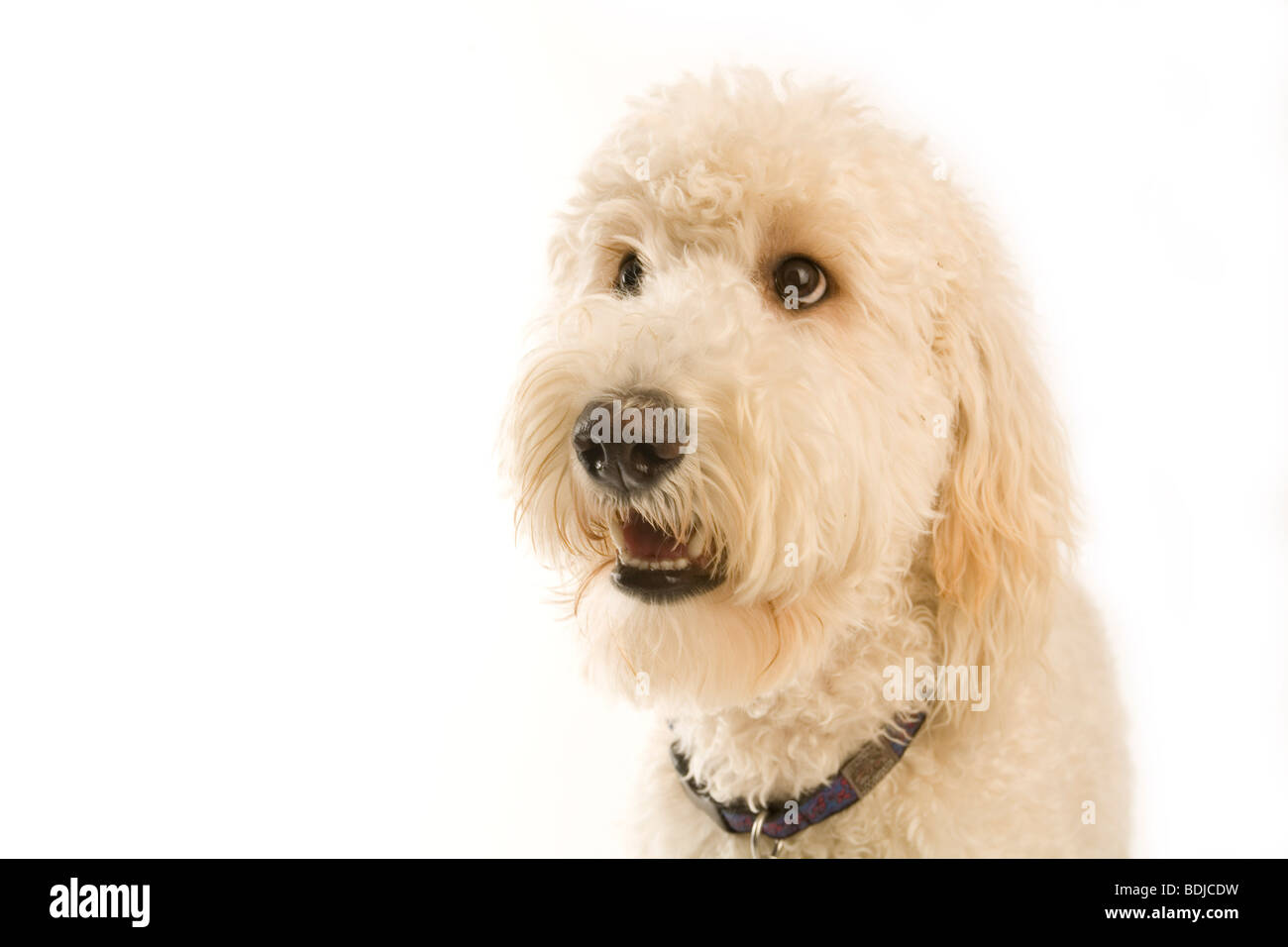 Ritratto di Golden Doodle Foto Stock