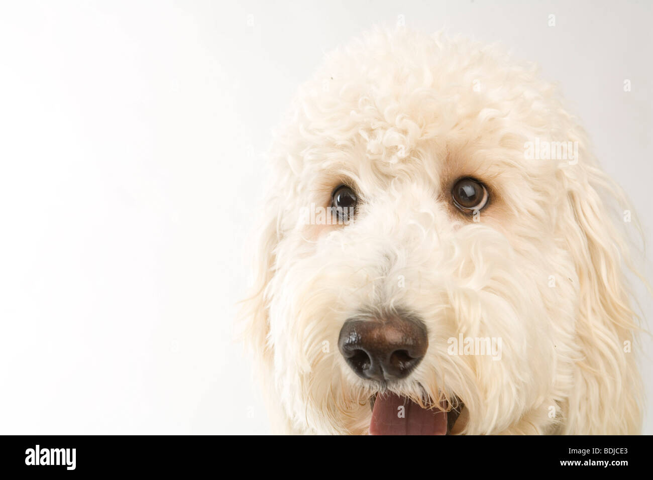 Ritratto di Golden Doodle Foto Stock