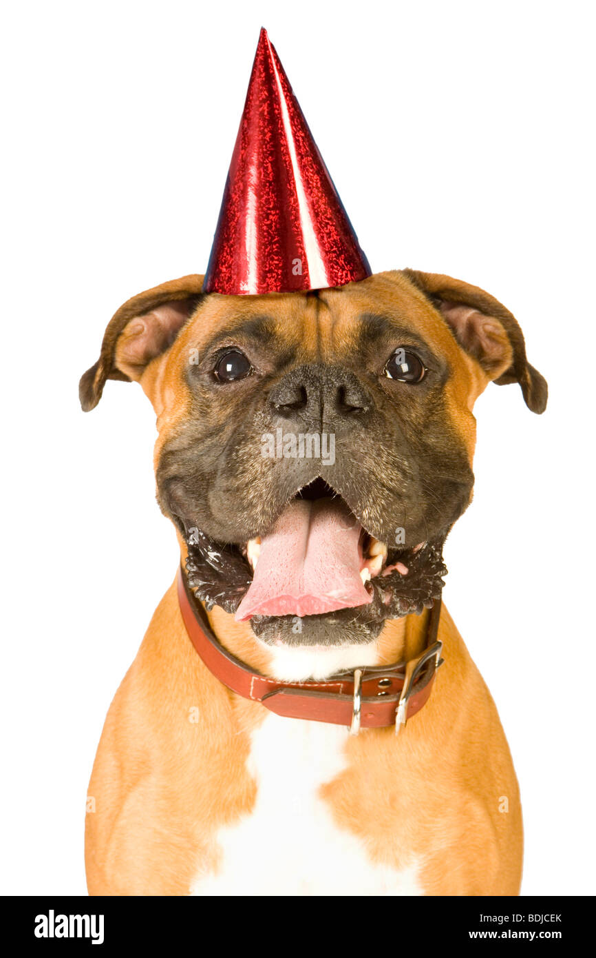 Boxer indossando compleanno Hat Foto Stock
