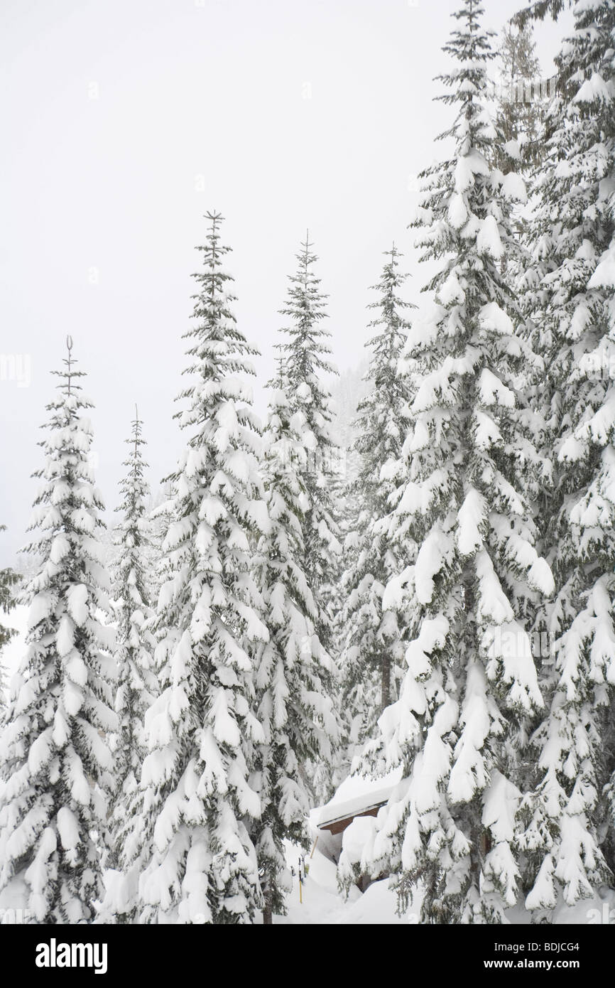 Le Cascade Mountains, Washington, Stati Uniti d'America Foto Stock