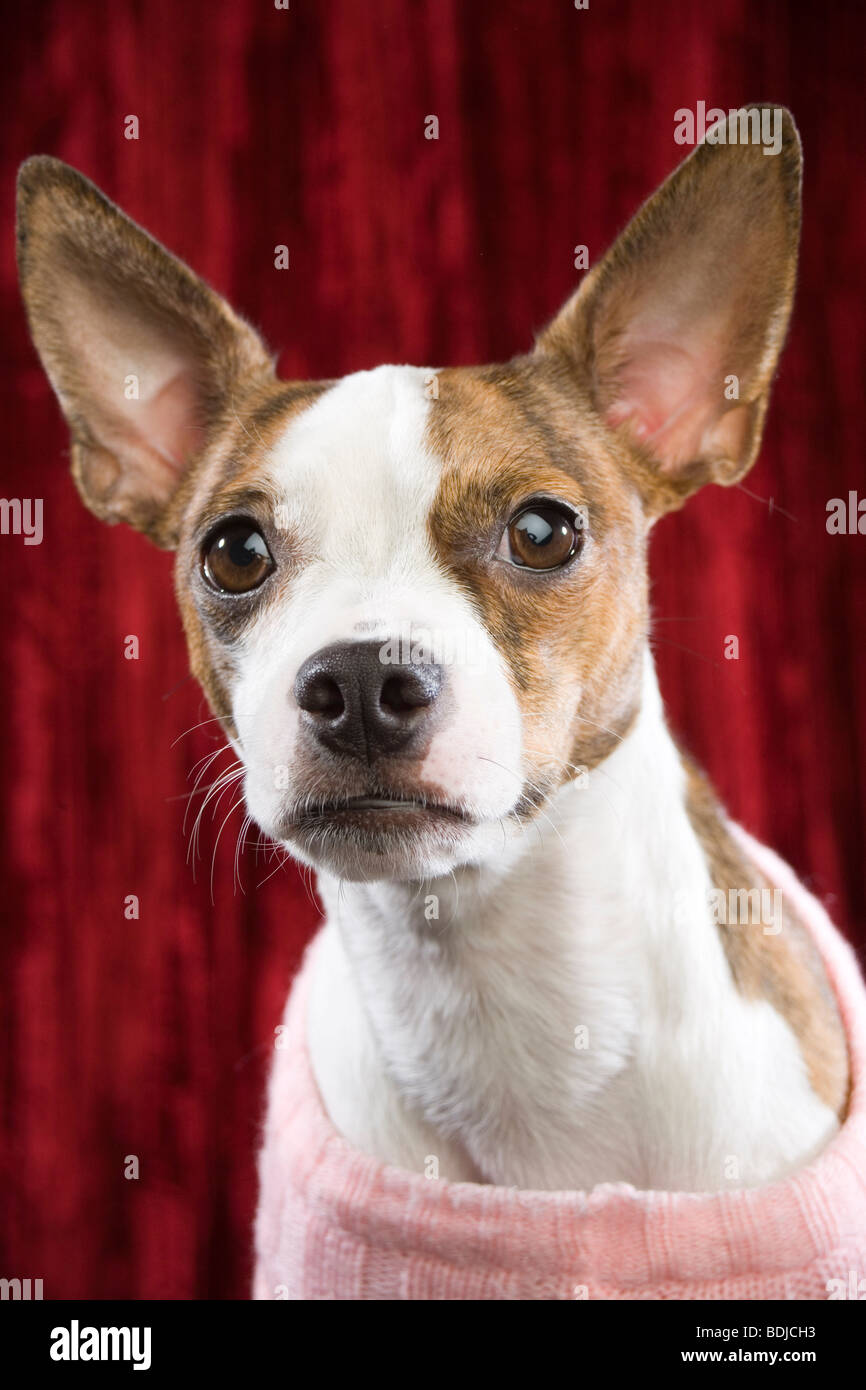 Ritratto di cane che indossa un maglione Foto Stock